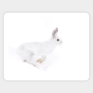 Into the Abyss - Snowshoe hare Sticker